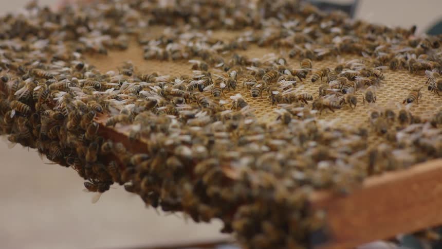 A bee keeper holds a tray of honeycomb that is covered with bees
