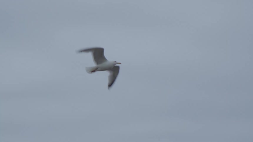 A bird flies through the sky on a cloudy day