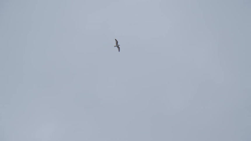 A bird glides through the sky on a cloudy day