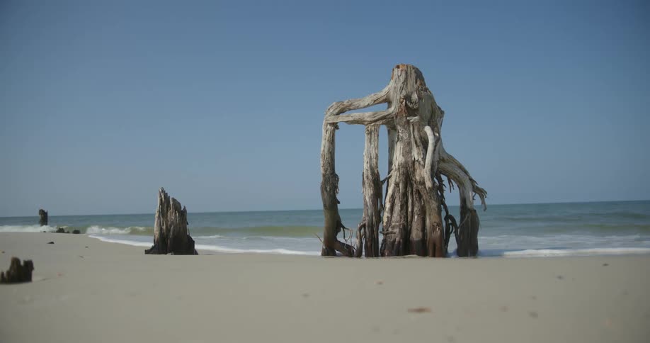 Drift wood on a beach with clear blue skies