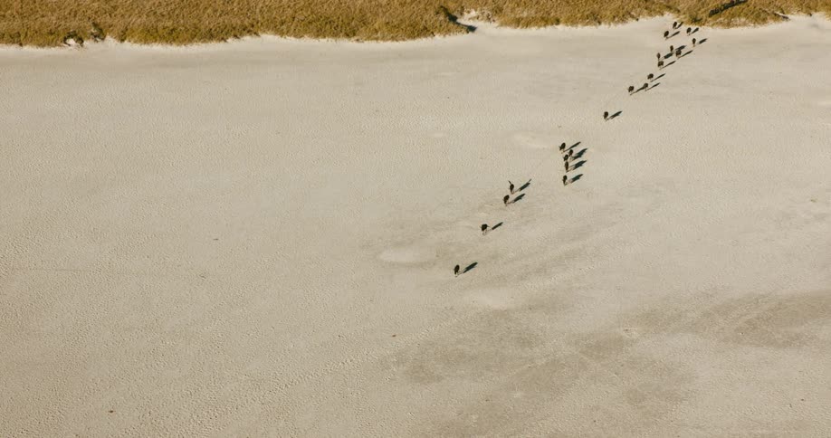 A herd of wildebeests walk in a long line as they cross a dusty plain