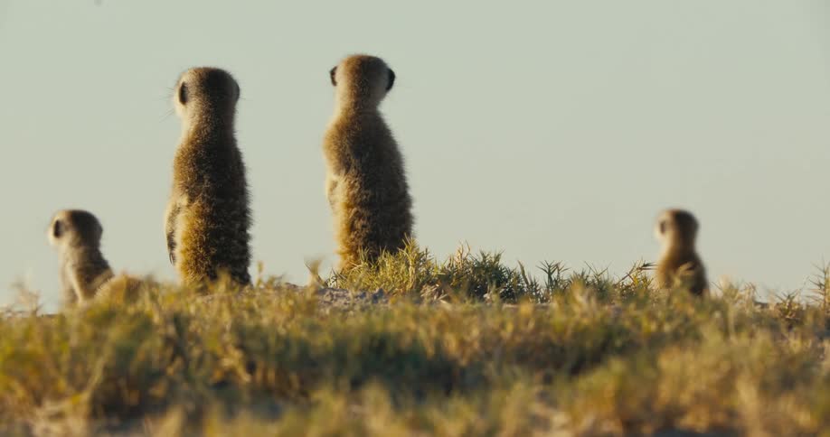A gang of meerkats standing