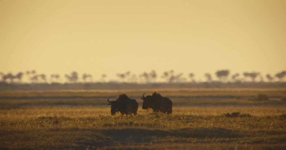 A pair of large wildebeest stand together on a grassy plain