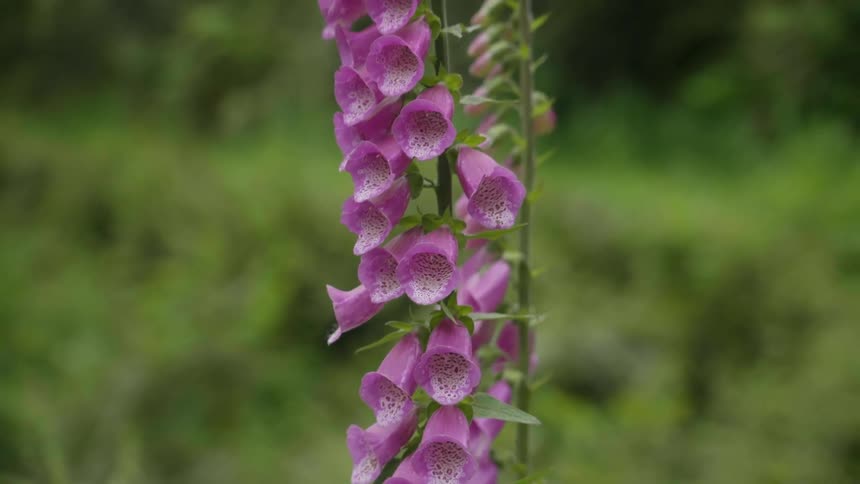 A plant has rows of pink flowers blooming from one of its stems