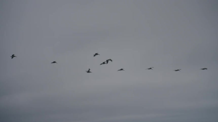 A flock of seagulls fly across a cloudy sky