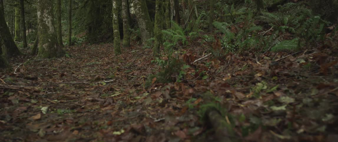 Leaves and grass lead to a large forest