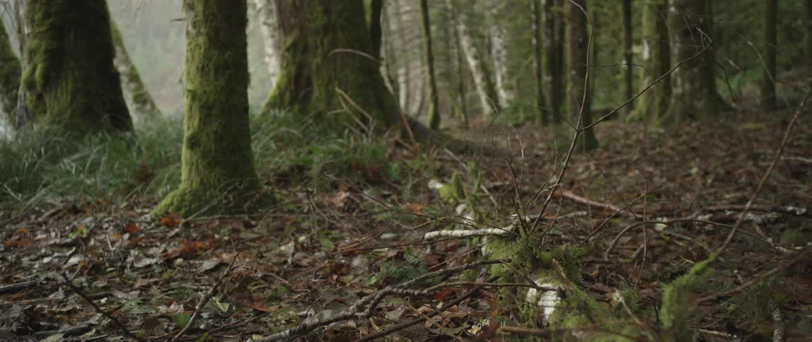 View of a dense forest with fog in the distance