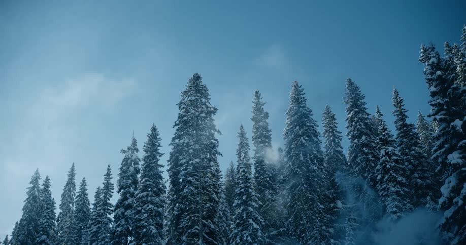 Several tall trees in a forest are covered in snow on a winter day