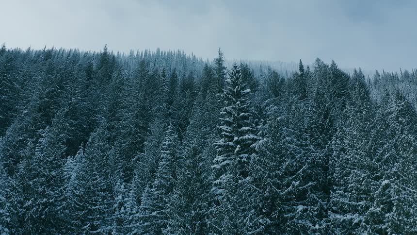 An aerial video of a forest during the winter season
