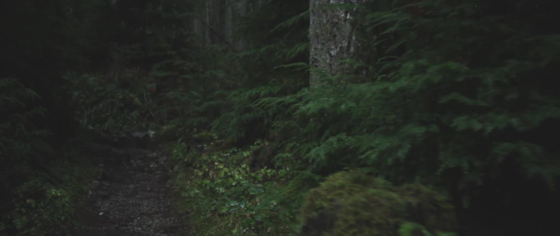 A forest trail is shown with no activity at night time
