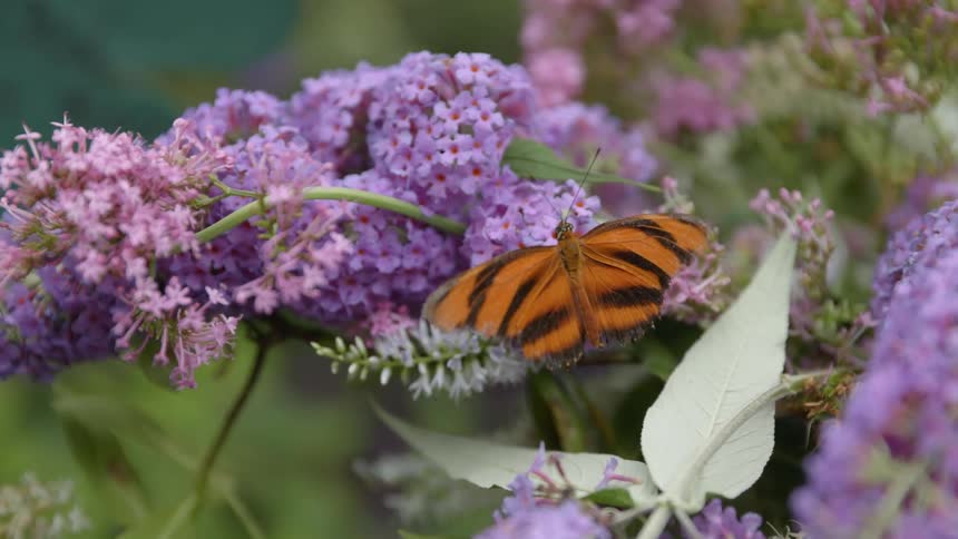 Close up of dryadula phaetusa on purple flower