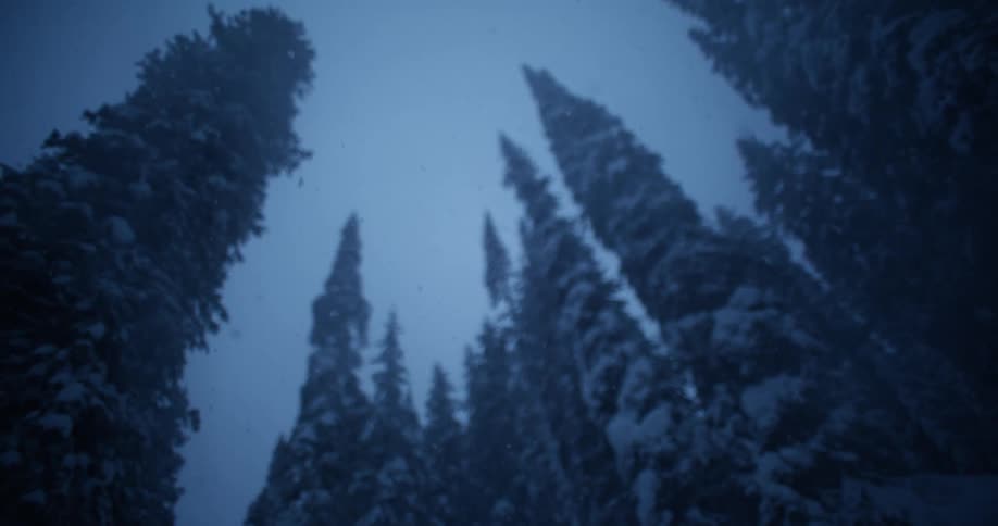 Snow falls onto frosted conifer woods