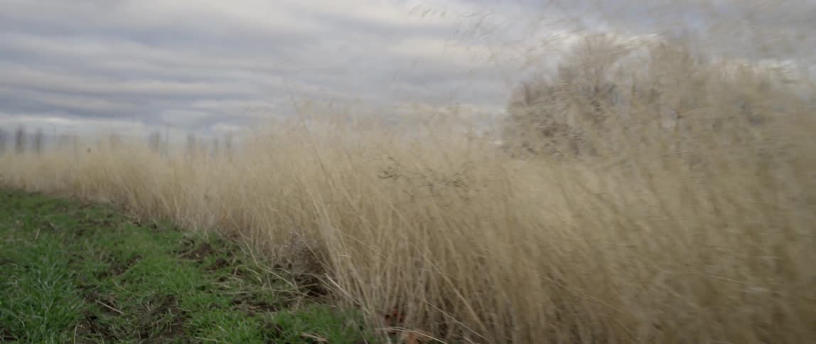 Tall grass growing in a field