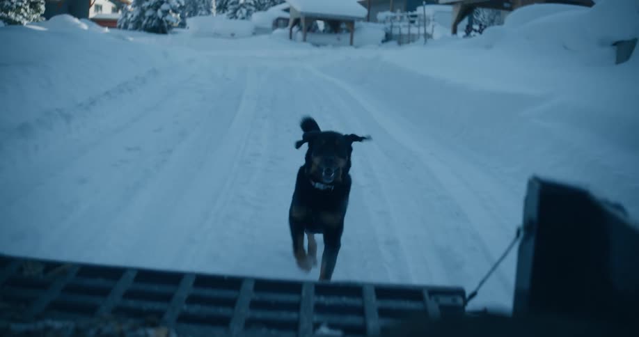 Dogs chasing a vehicle on a snowy road