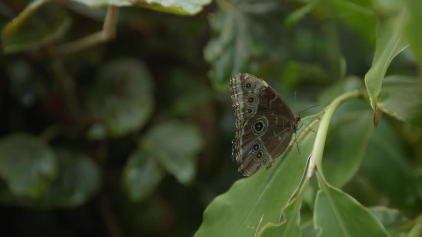 A butterfly perched on a leaf inside the forest