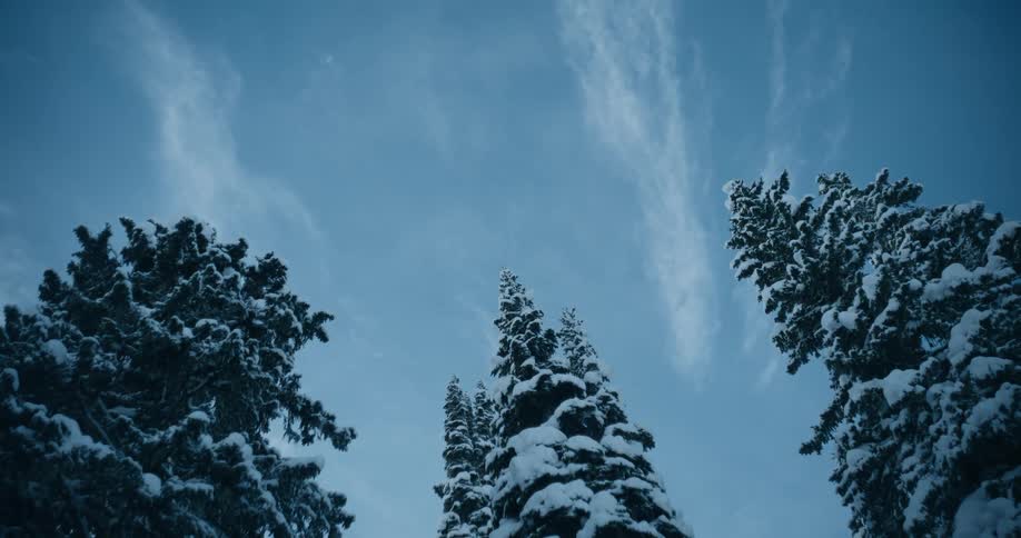 Three tall trees are covered in snow under a clear blue sky