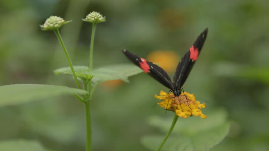 A small butterfly sits atop a flower before abruptly fluttering away