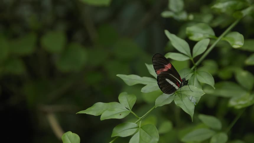 Black butterfly on plant leaf