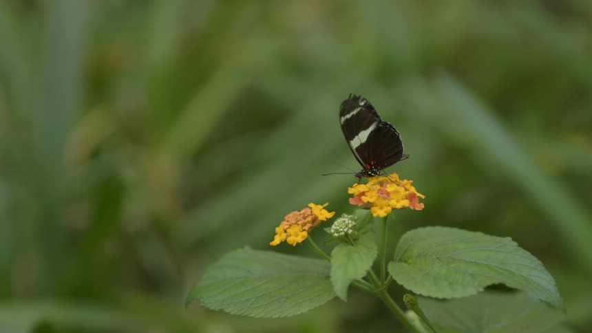 A small butterfly flaps its wings while atop a small flower