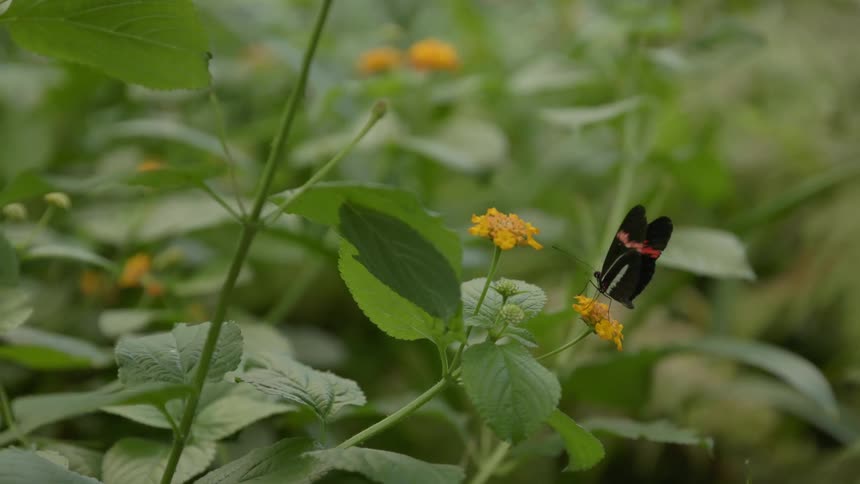 Butterfly landing on a yellow flower