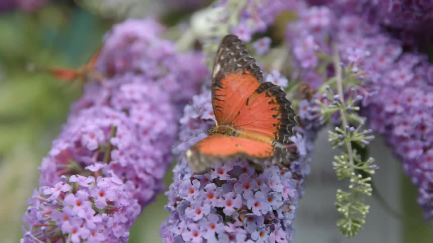 A pair of small butterflies climb over small purple colored flowers