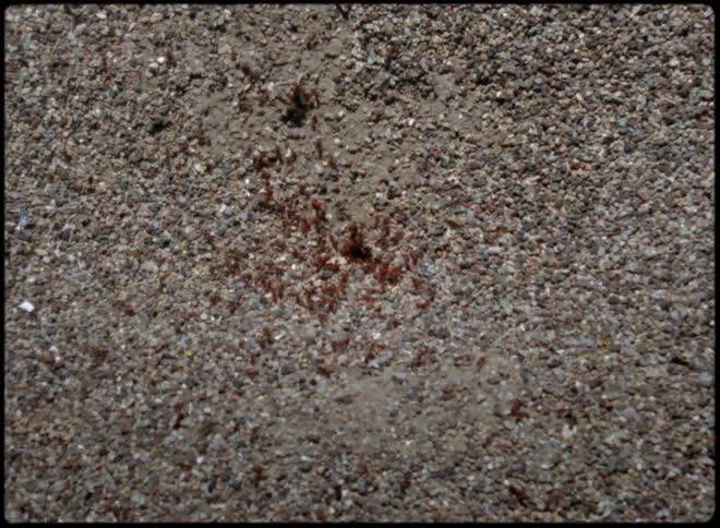Ants crawl in and out of the hole