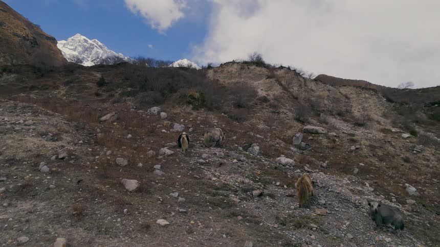 Animals walking on the side of a mountain