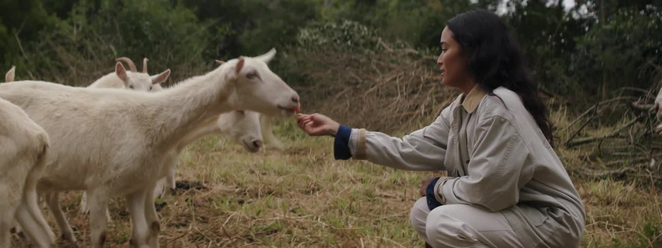 A woman crouches down and hand feeds several white goats