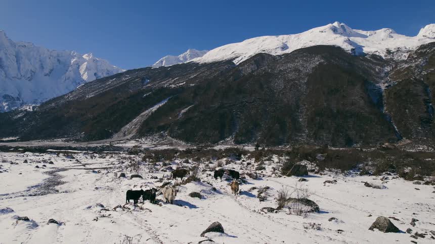 Aerial view of oxes on snowy field and high mountains in the background