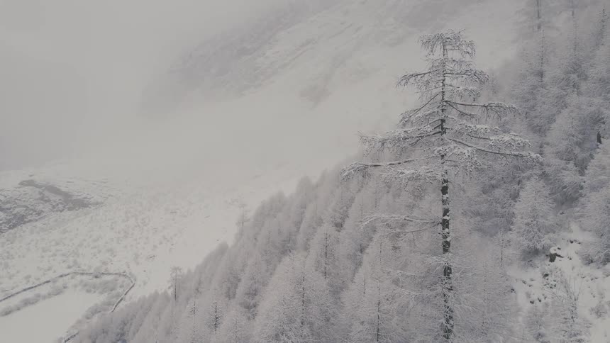 Ice frosted conifer forest fills snow covered mountainside during winter