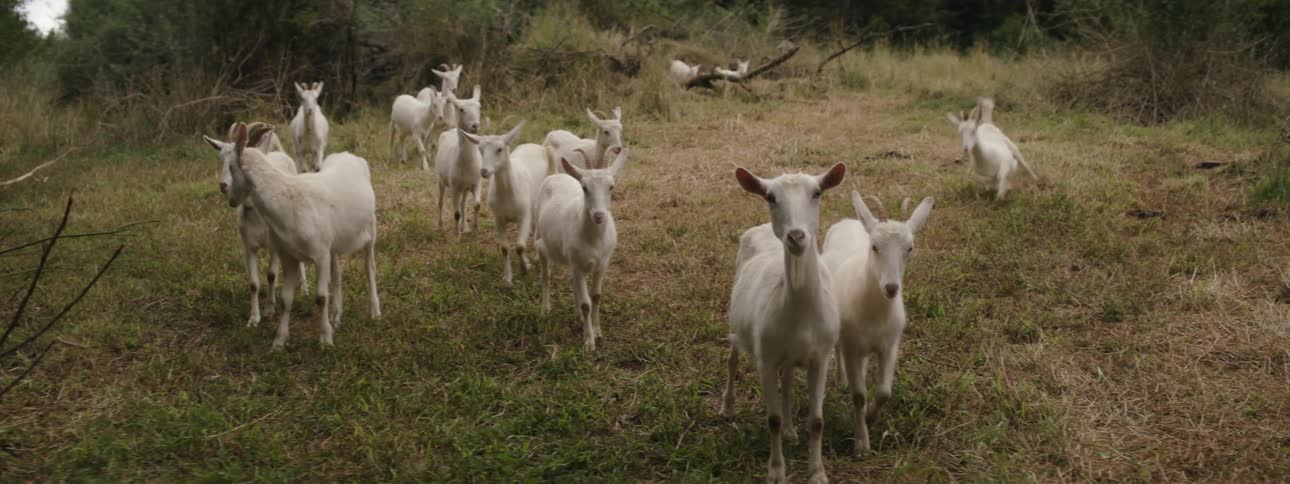 Goats run and frolic in a field