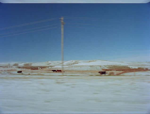 Scatter herd of cattle stands in snow covered field with brown vegetation near hills