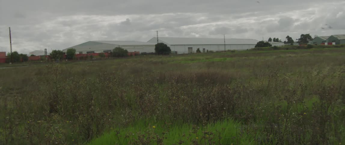Flock of birds flying over the grass on a field near a farm
