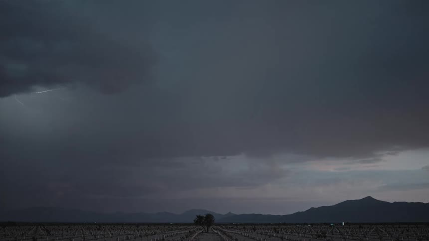 A heavy lightning storm cutting through the night sky over a vine field