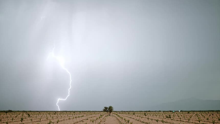 An open area with newly planted trees arranged in straight rows and columns in the background a mountain shrouded in fog adds to the scenic view during the day a lightning strike pierces through the dark cloud