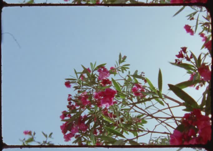 A tree full of pink Bougainvillea flowers moving in the wind