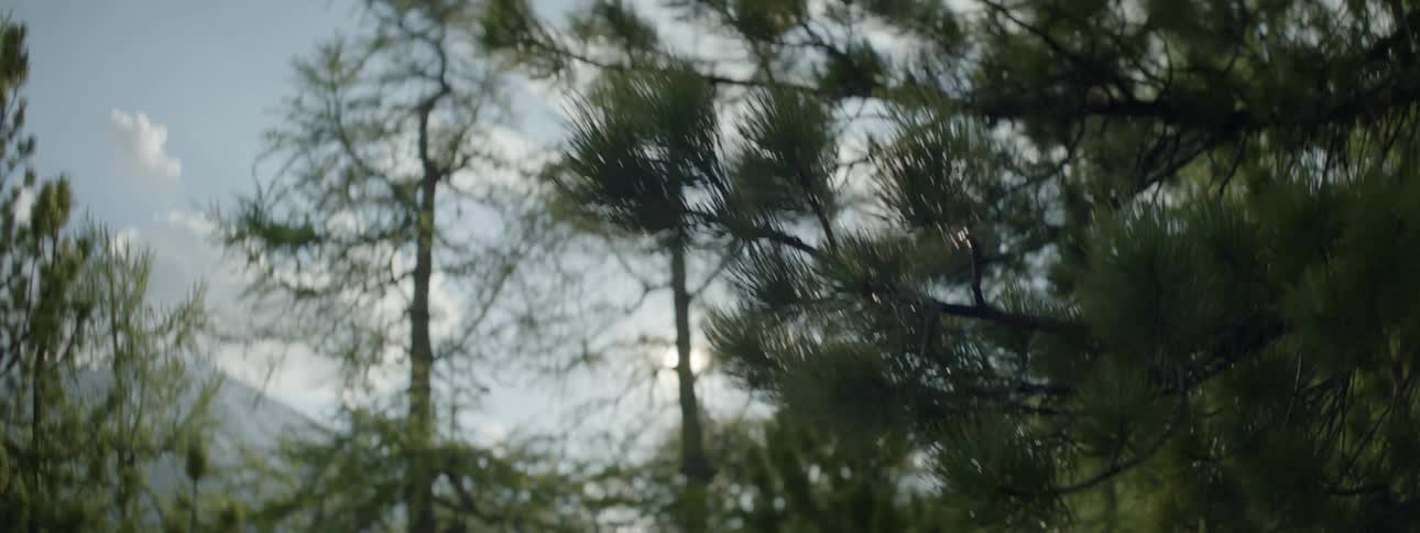The sun shining through trees in the evergreen forest