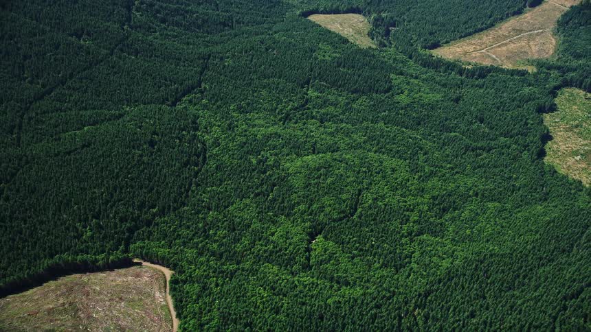 Aerial view of evergreen forest with small clear cut areas in Lewis County Washington during daytime in summer
