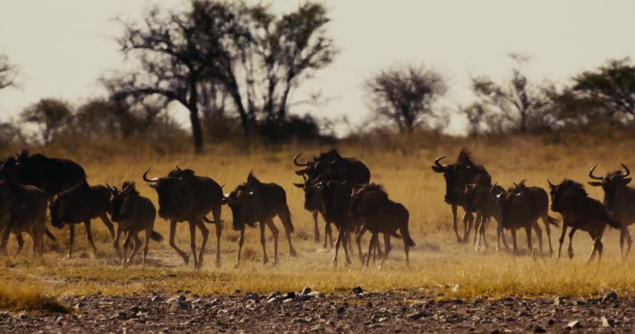 Birds fly over herd of wildebeest running across savanna