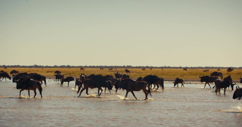 A herd of wildebeest drinks from and walks across a shallow lake on a grass plain