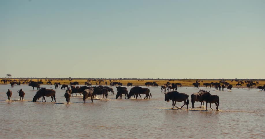 A huge group of wildebeests at a river in a savannah on a blue sky day