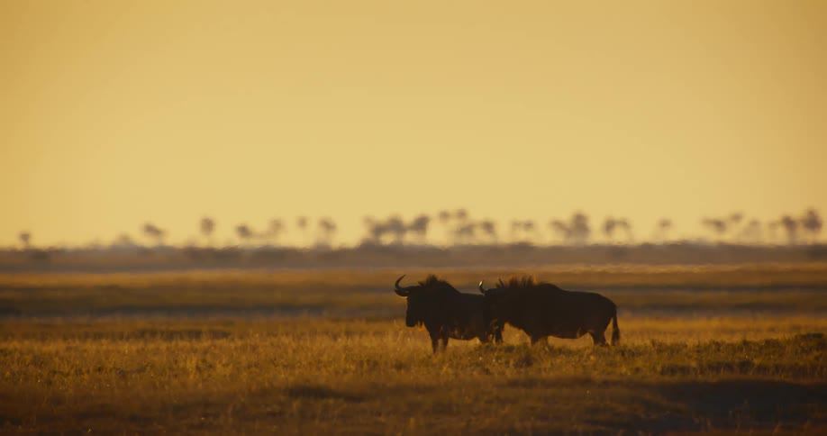 Wildebeest stand on the field at sunrise