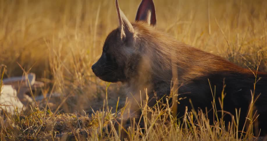 Brown hyena is laying in the field