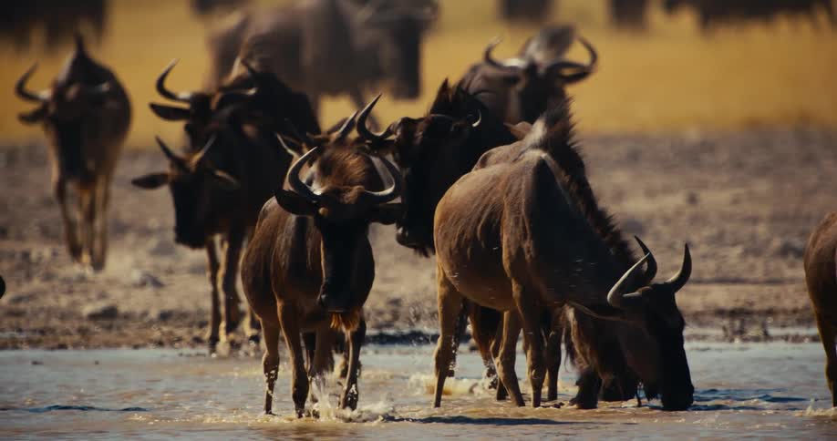 Wildebeest walking and drinking water in the jungle
