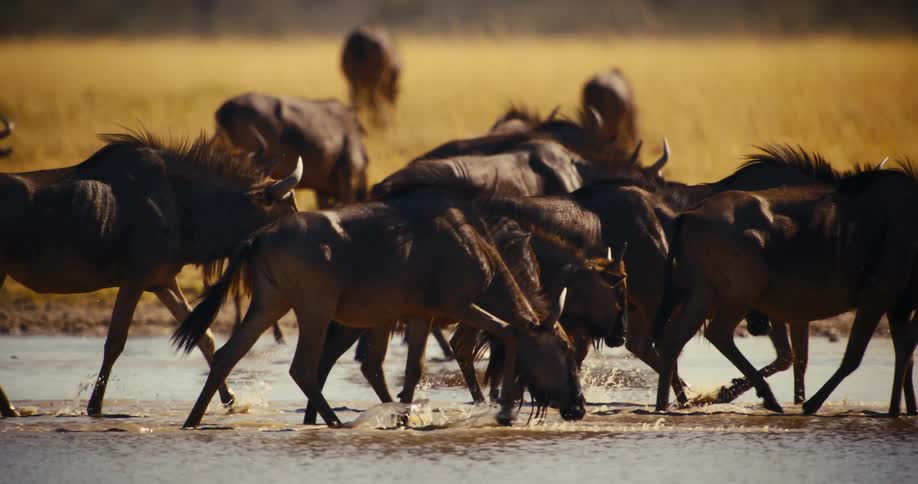 A herd of wildebeest walk through shallow water on a sunny day