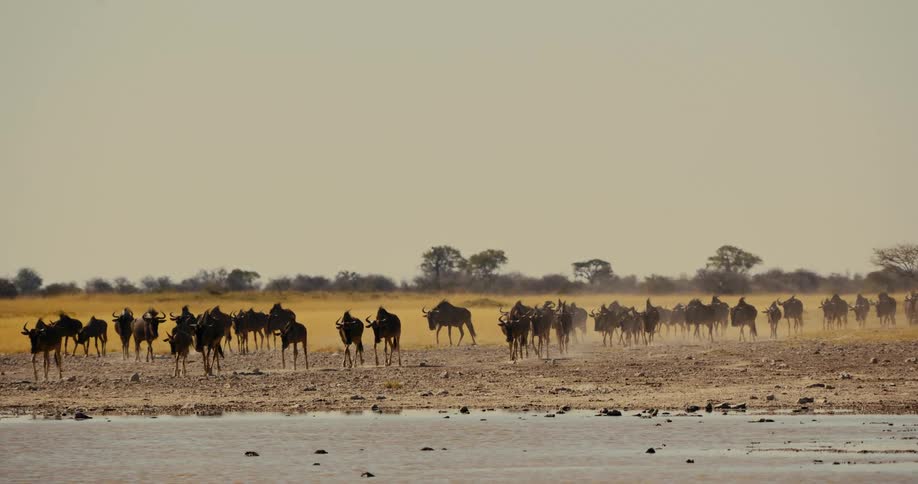 A herd of wildebeest approach a stream in a grassland during the day