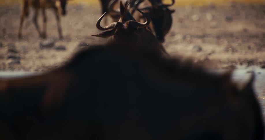A group of wildebeest walking