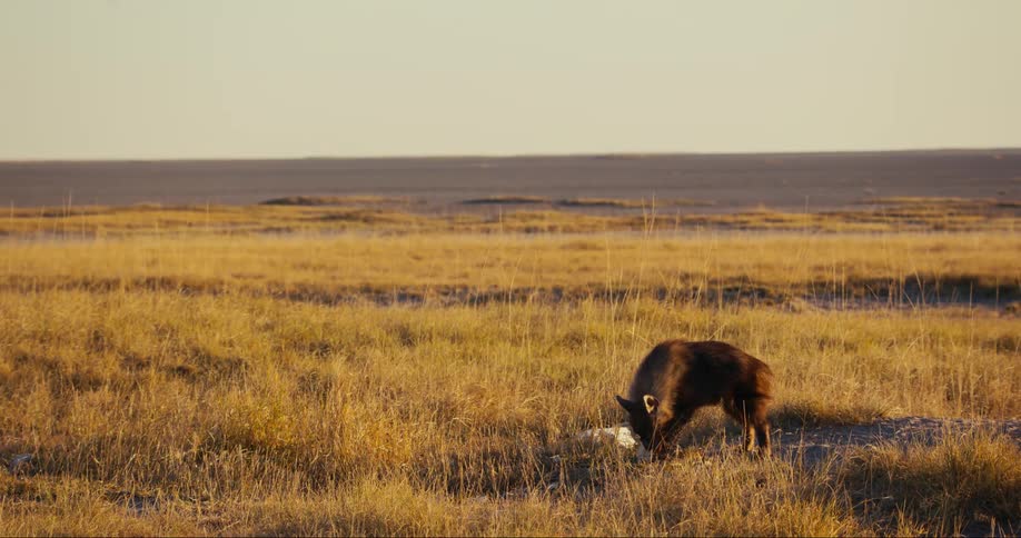 Brown hyena eating a dead animal on a field with dry grass