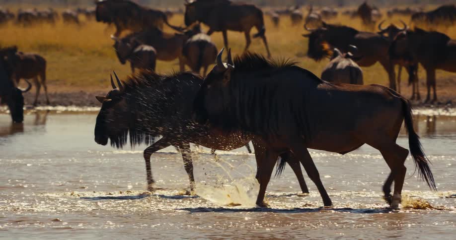 Herd of wild water wildebeest walking through a shallow river