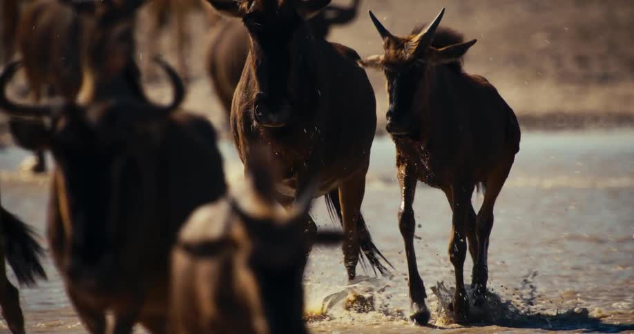 A herd of wildebeest running through a shallow river splashing water onto their legs as they run through